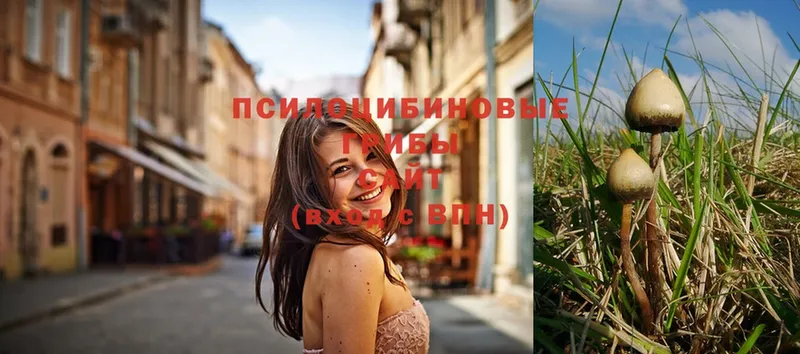 продажа наркотиков  omg как войти  Псилоцибиновые грибы Magic Shrooms  Ядрин 